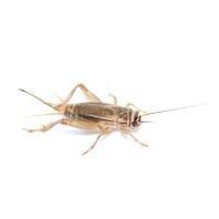 500 - 2 Week - Small Crickets
